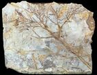 Fossil Branch (Cypress?) - Fort Union Formation, Montana #53304-1
